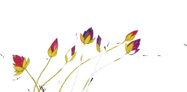 LOTUSBLUMEN