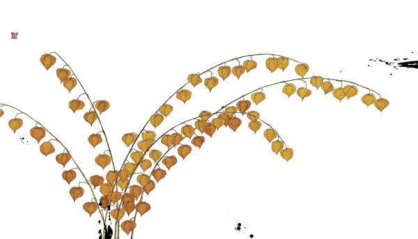 LAMPIONBLUMEN