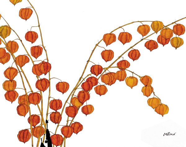 PHYSALIS ALKEKENGI