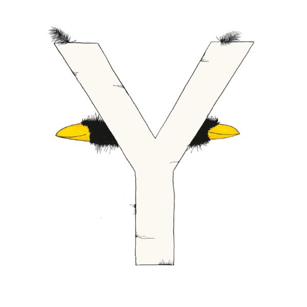 „Y“ DAS GROSSE RABENALPHABET